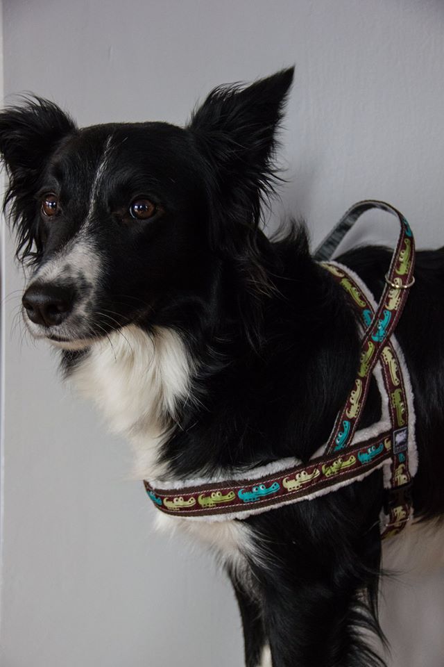 10841202_759782300756960_1808222437_n_zp