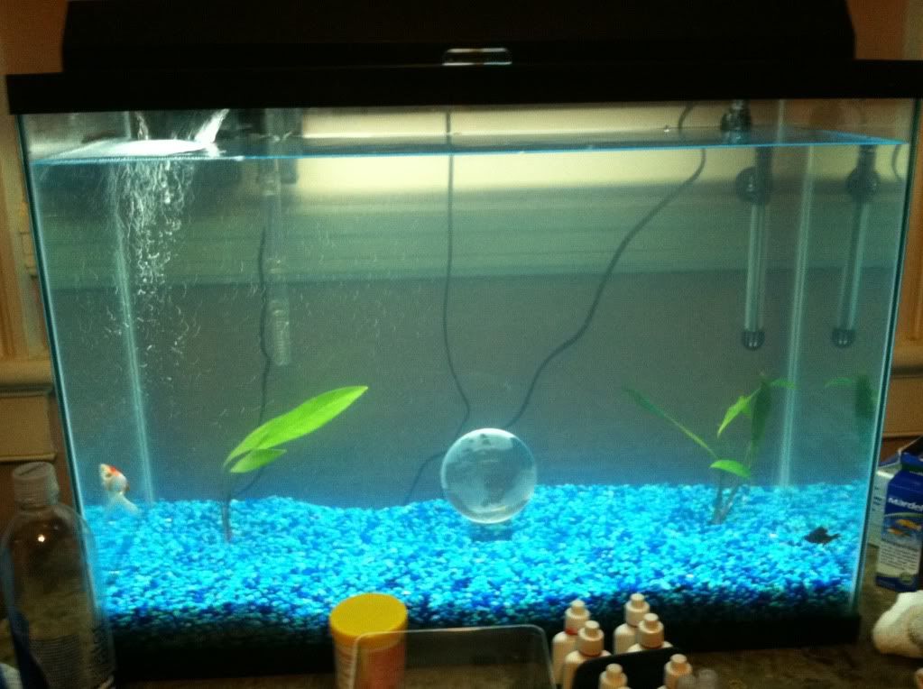 Goldfish Tank