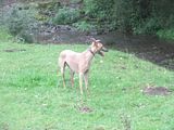 th_DSCF0839.jpg?t=1327525222