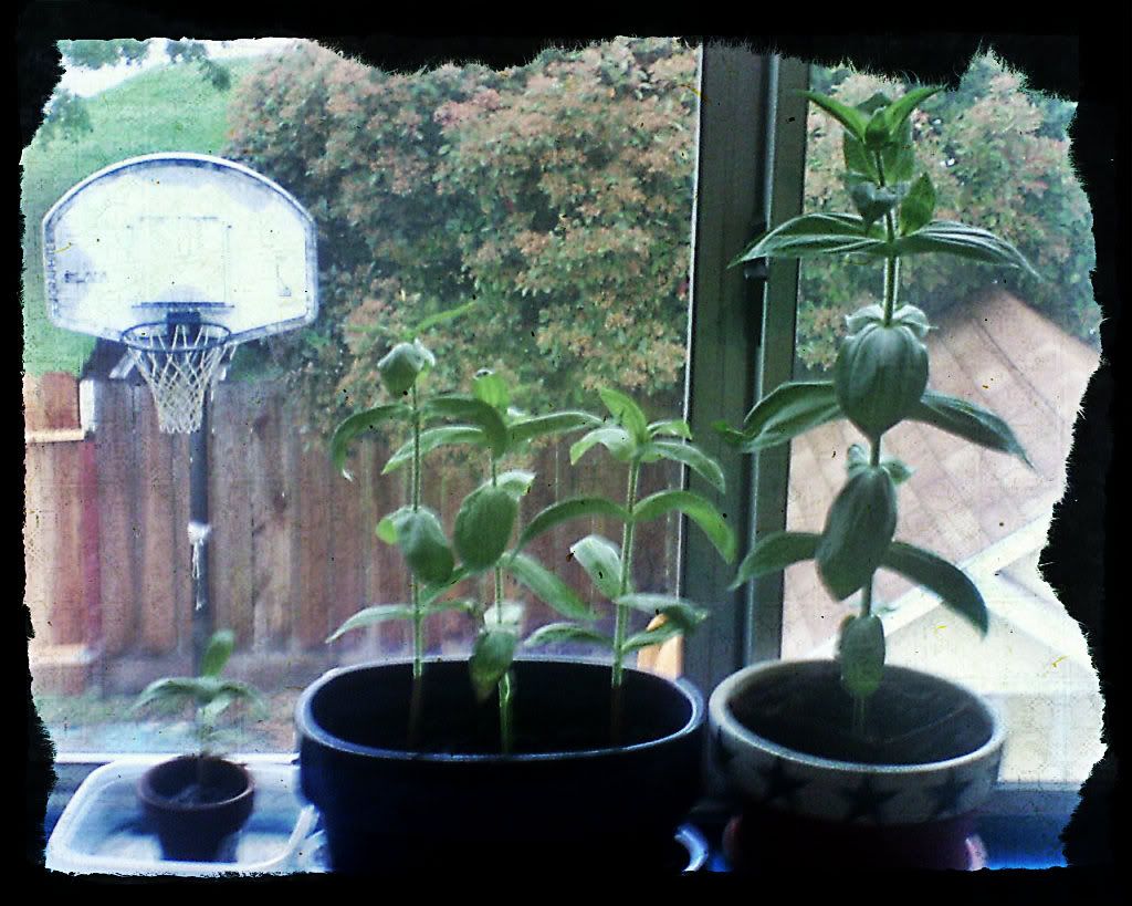 GardenGuardains004 EDITED