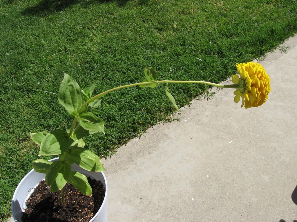 Lean on Me, Glory has standing up strait issues.