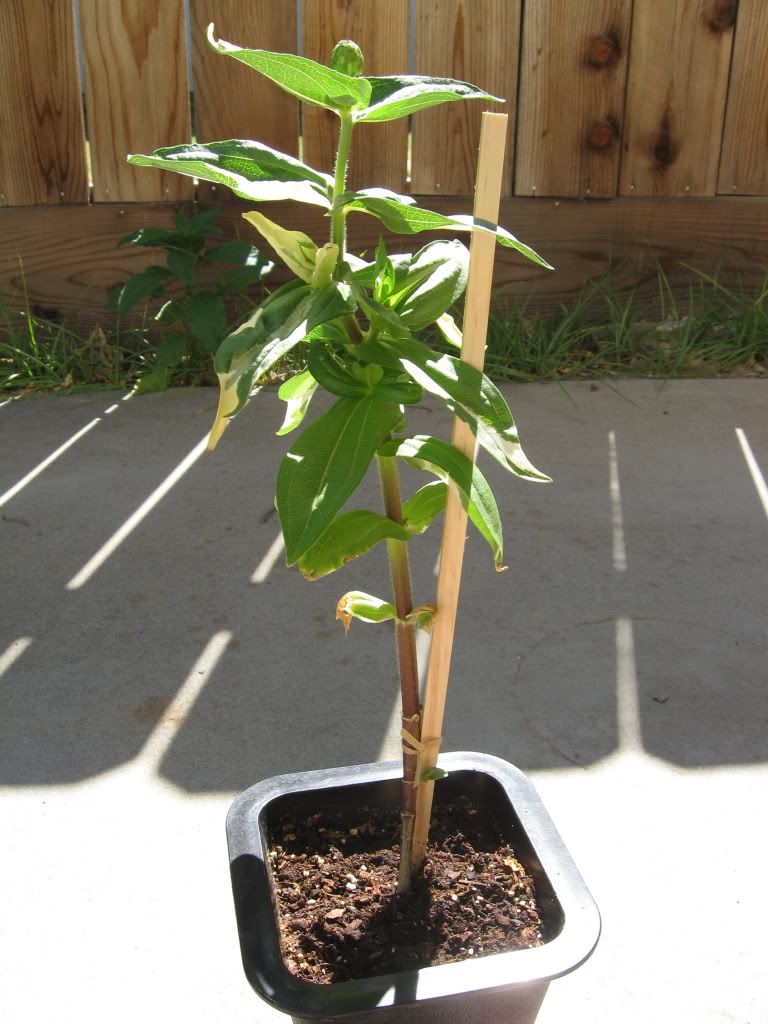 G:1 EX:3, Has a white leaf defect.