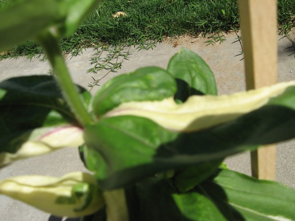 White Leaf Defect, The leaves are darker then the others and there are white parts with purple veins.