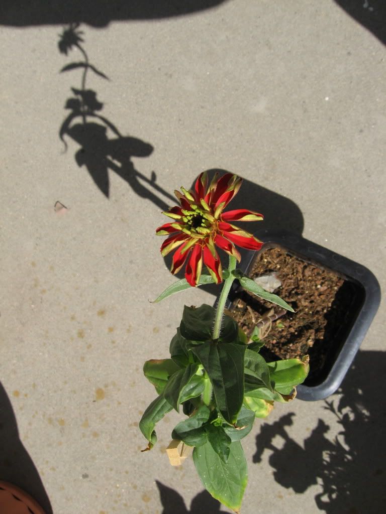 Scarlet 2, She has a crook in her stem, easy to see here.