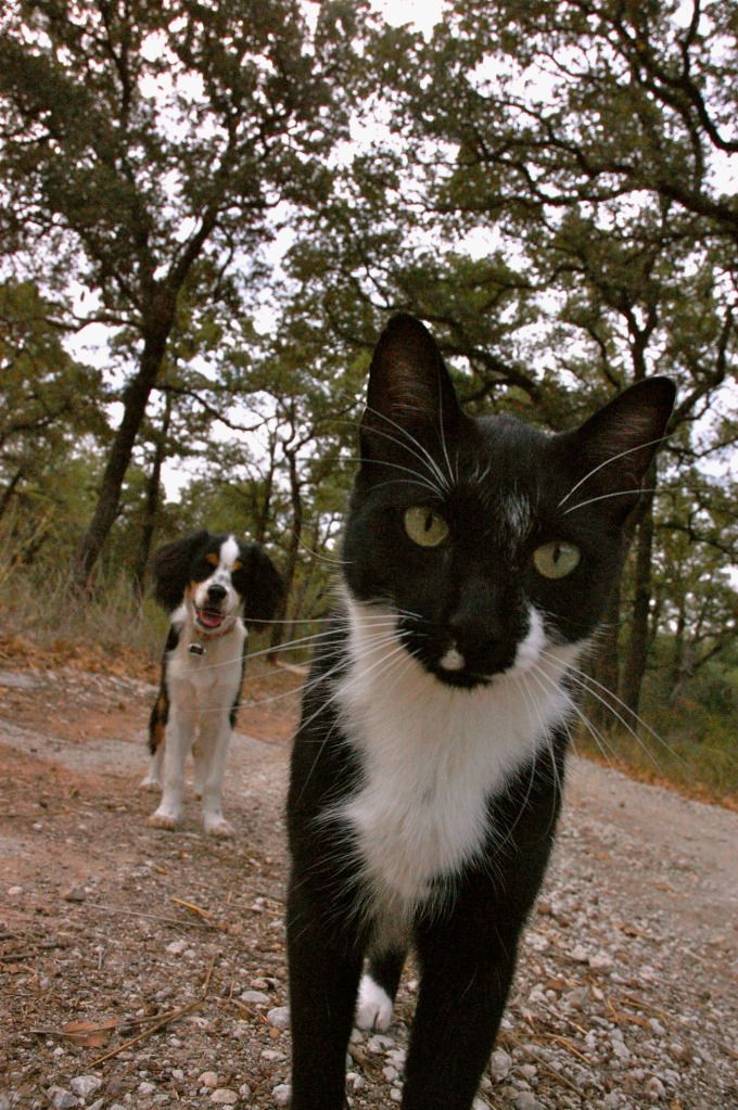 In Motion: dog and cat