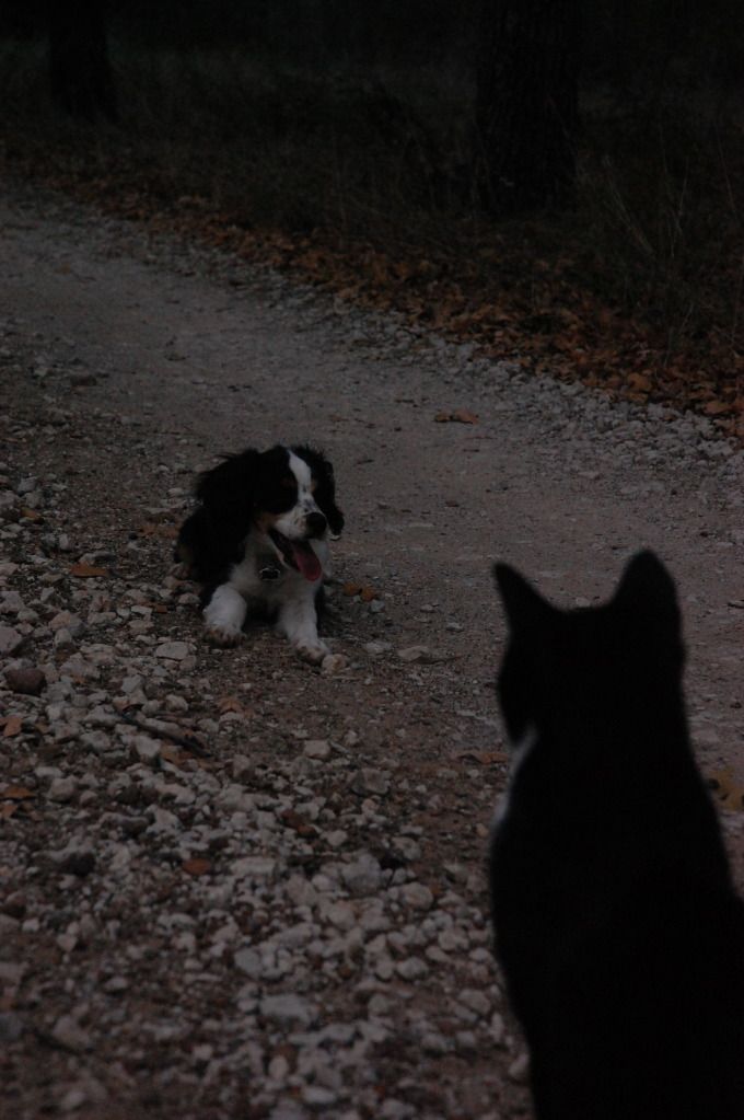 In Motion: dog and cat