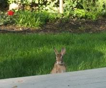 One of our many garden visitors