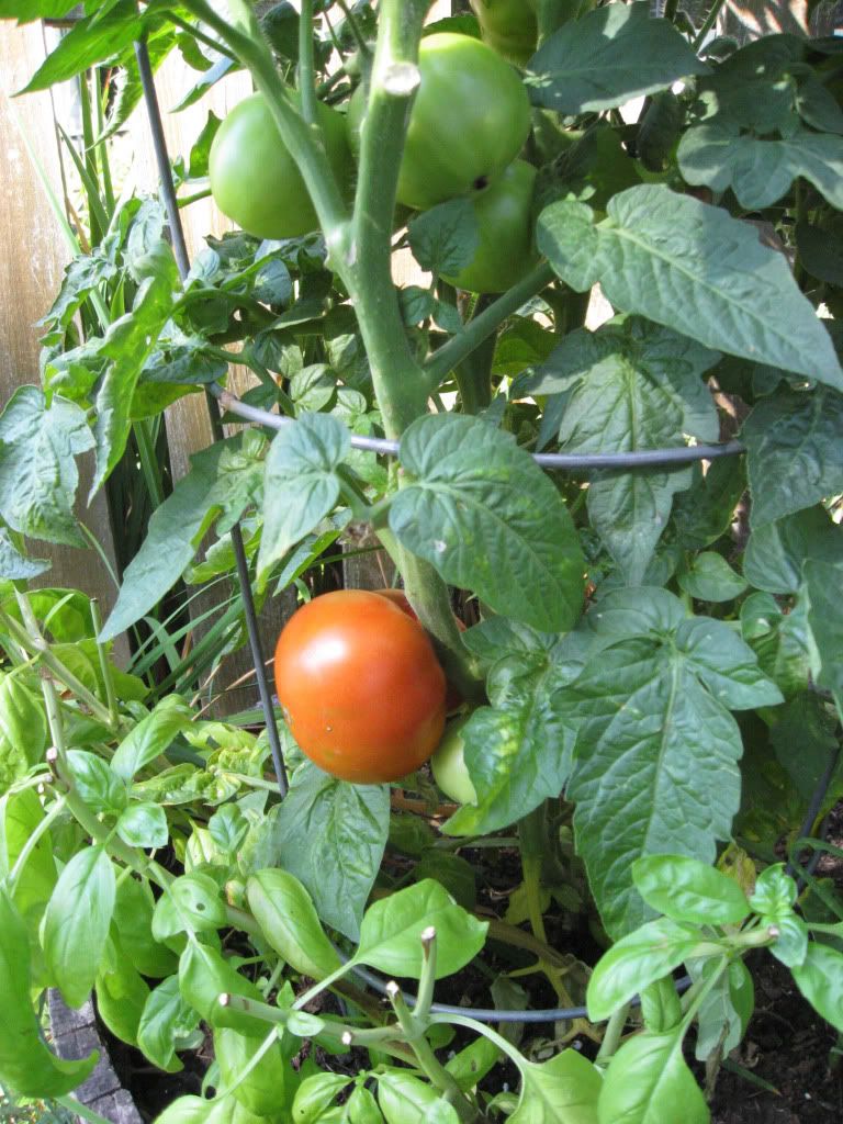 2011 Container tomatoes