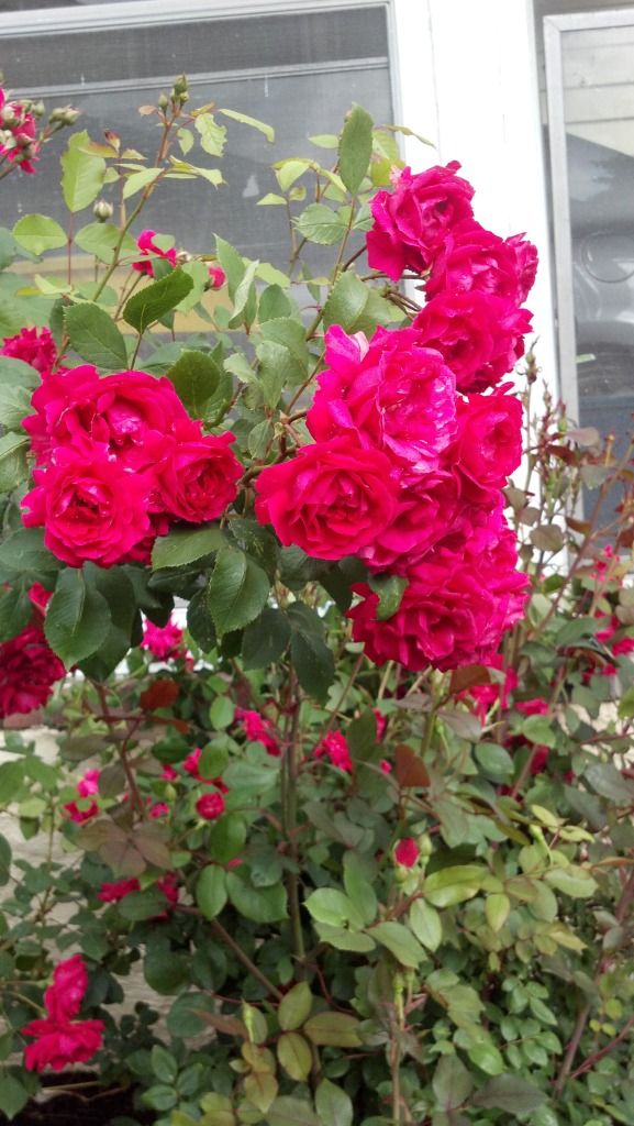 Uploaded from the Photobucket Android App