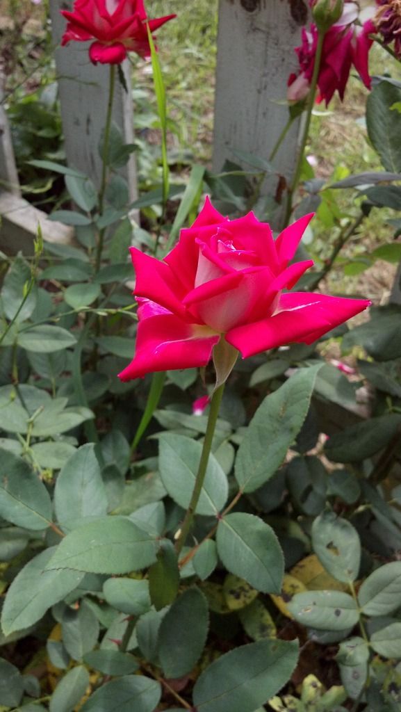 Uploaded from the Photobucket Android App