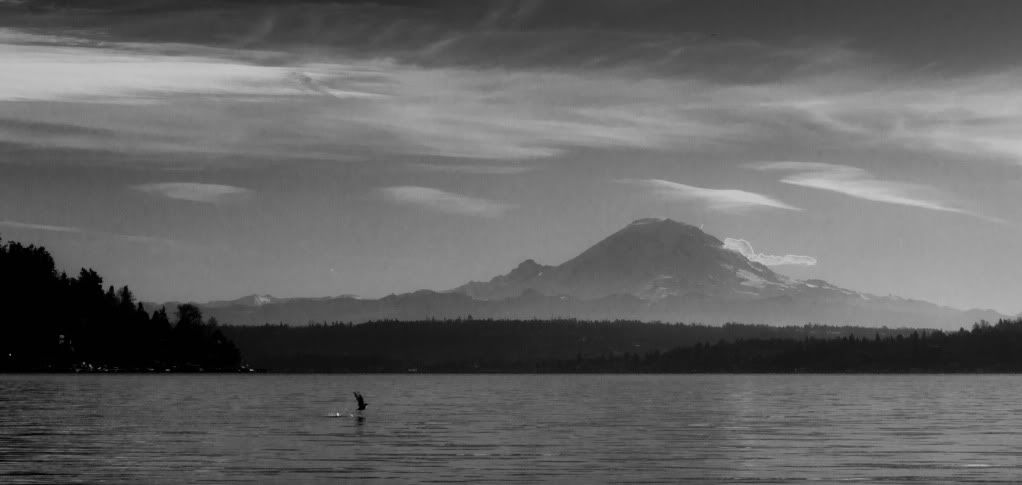 IMAGE: http://i1147.photobucket.com/albums/o556/peterB1123/1112_lakewashington_011.jpg