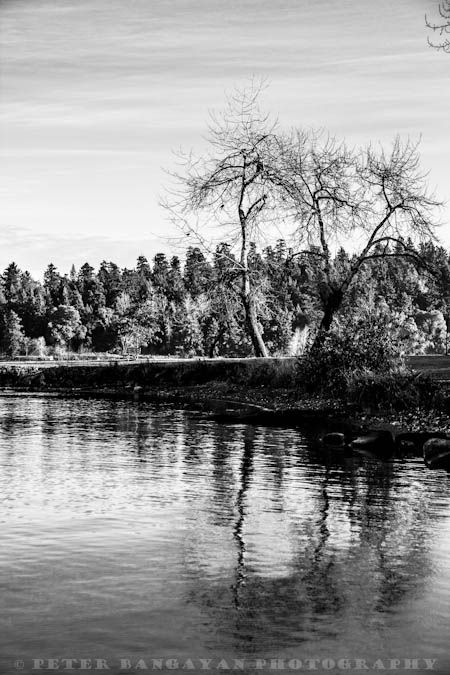 IMAGE: http://i1147.photobucket.com/albums/o556/peterB1123/1112_lakewashington_042-Edit.jpg