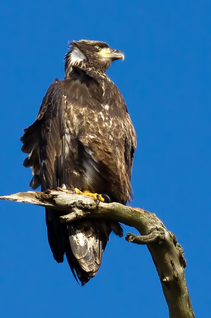 IMAGE: http://i1147.photobucket.com/albums/o556/peterB1123/1201_BALDEAGLEDESMOINES_054-Edit-Edit.jpg