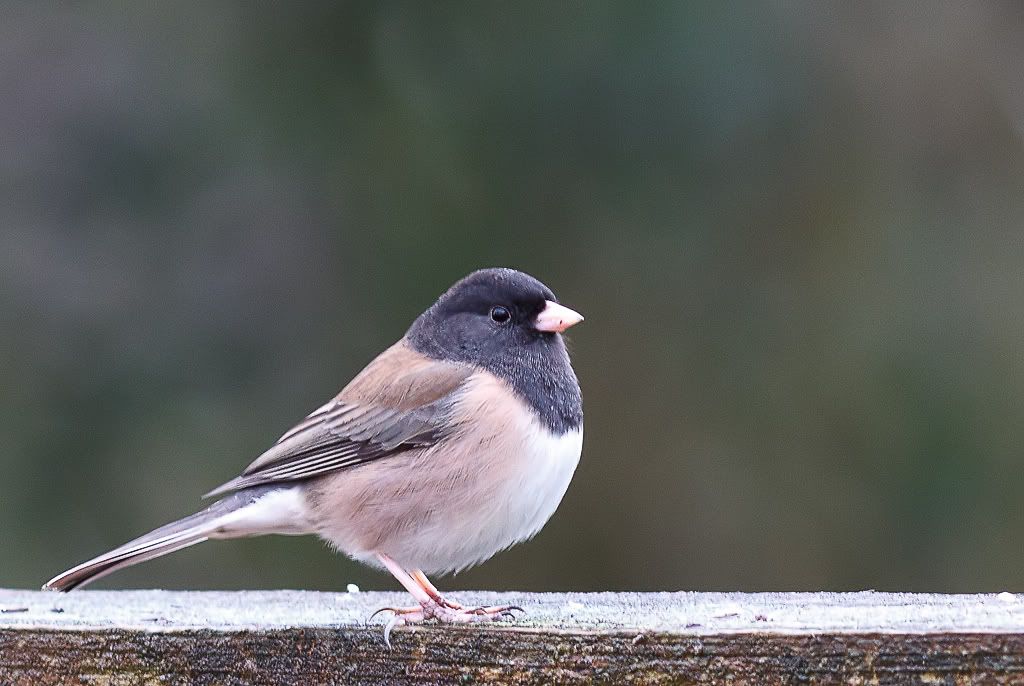 IMAGE: http://i1147.photobucket.com/albums/o556/peterB1123/1201_backyardbirds_116-Edit.jpg