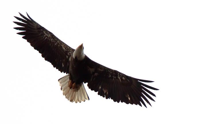 IMAGE: http://i1147.photobucket.com/albums/o556/peterB1123/1203_2_081-Edit.jpg