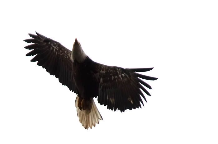 IMAGE: http://i1147.photobucket.com/albums/o556/peterB1123/1203_2_084-Edit.jpg