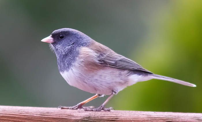 IMAGE: http://i1147.photobucket.com/albums/o556/peterB1123/1203_2_138-Edit.jpg