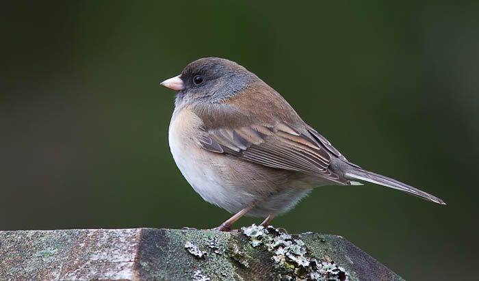 IMAGE: http://i1147.photobucket.com/albums/o556/peterB1123/1203_2_163-Edit.jpg