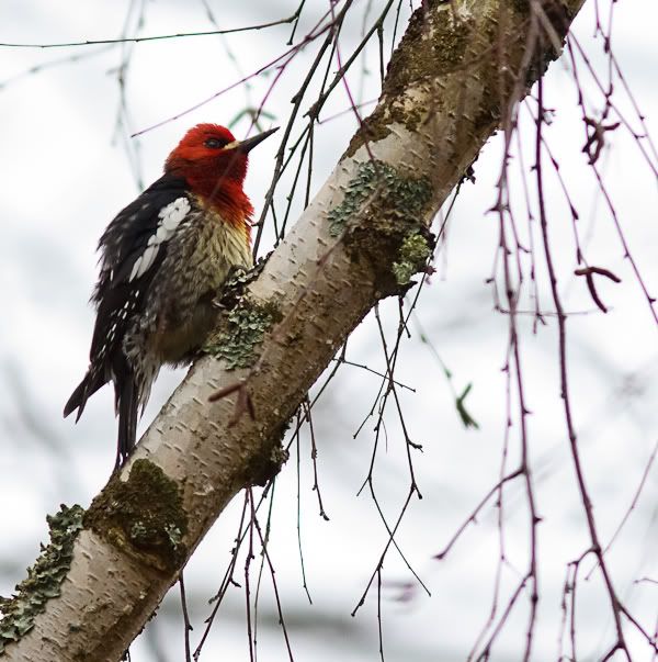 IMAGE: http://i1147.photobucket.com/albums/o556/peterB1123/1203_juanitabaypark2_008.jpg