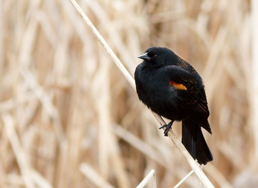 IMAGE: http://i1147.photobucket.com/albums/o556/peterB1123/1203_juanitabaypark2_103.jpg