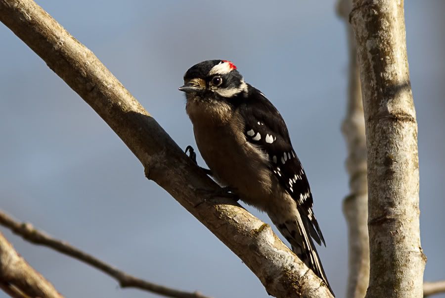 IMAGE: http://i1147.photobucket.com/albums/o556/peterB1123/1203_juanitabaypark2_264.jpg