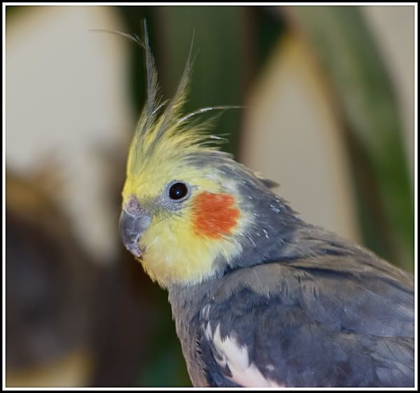 IMAGE: http://i1147.photobucket.com/albums/o556/peterB1123/1203_untitled_001-2-Edit.jpg