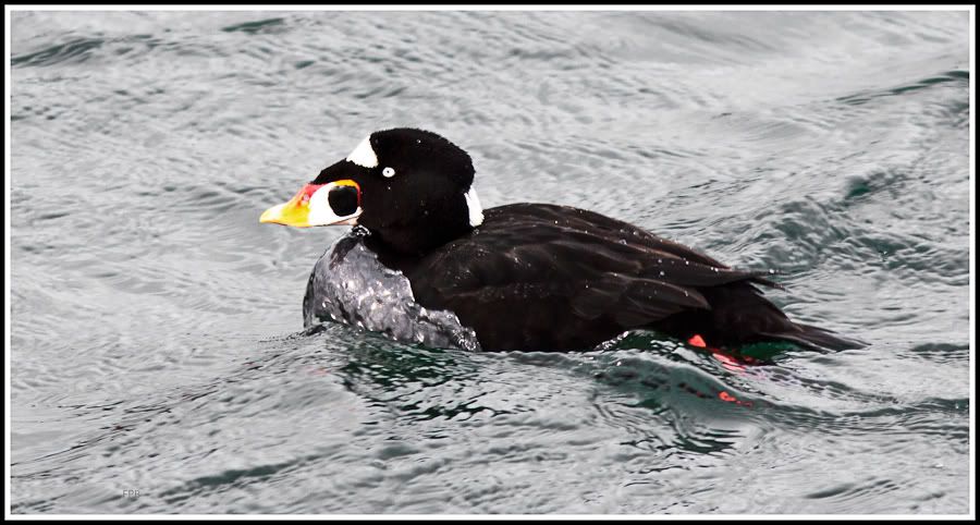 IMAGE: http://i1147.photobucket.com/albums/o556/peterB1123/1203_untitled_001-Edit-2.jpg