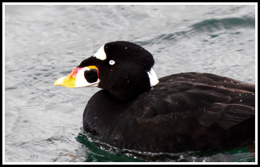 IMAGE: http://i1147.photobucket.com/albums/o556/peterB1123/1203_untitled_002-Edit.jpg