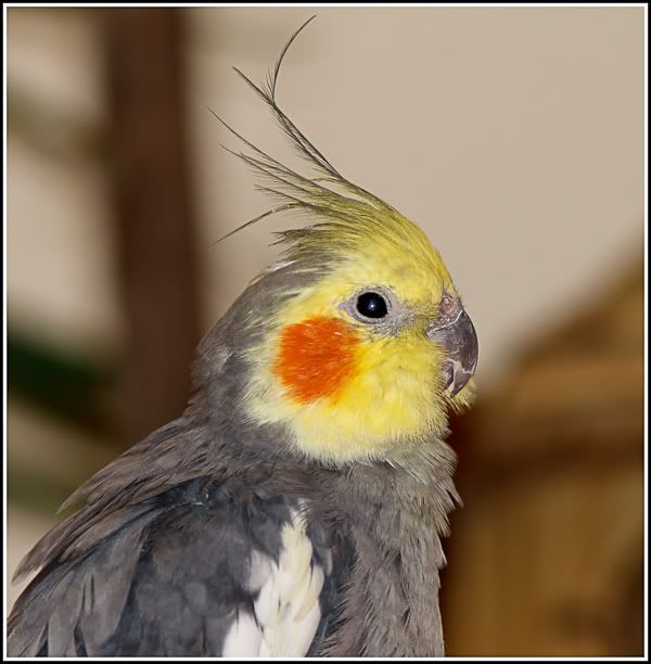 IMAGE: http://i1147.photobucket.com/albums/o556/peterB1123/1203_untitled_003-Edit.jpg