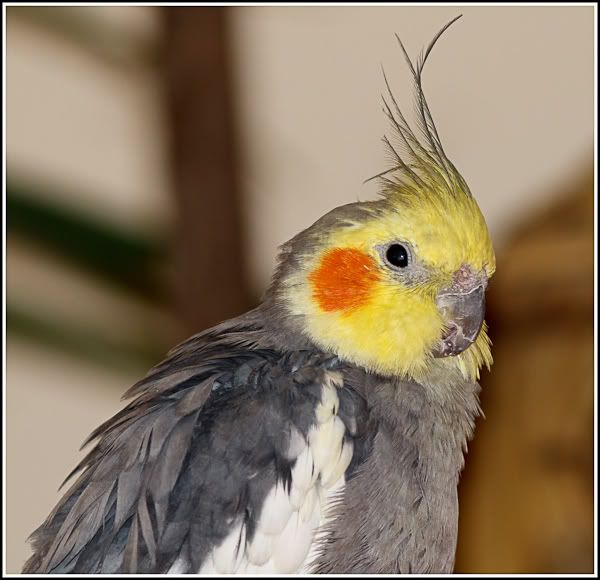 IMAGE: http://i1147.photobucket.com/albums/o556/peterB1123/1203_untitled_005-Edit.jpg