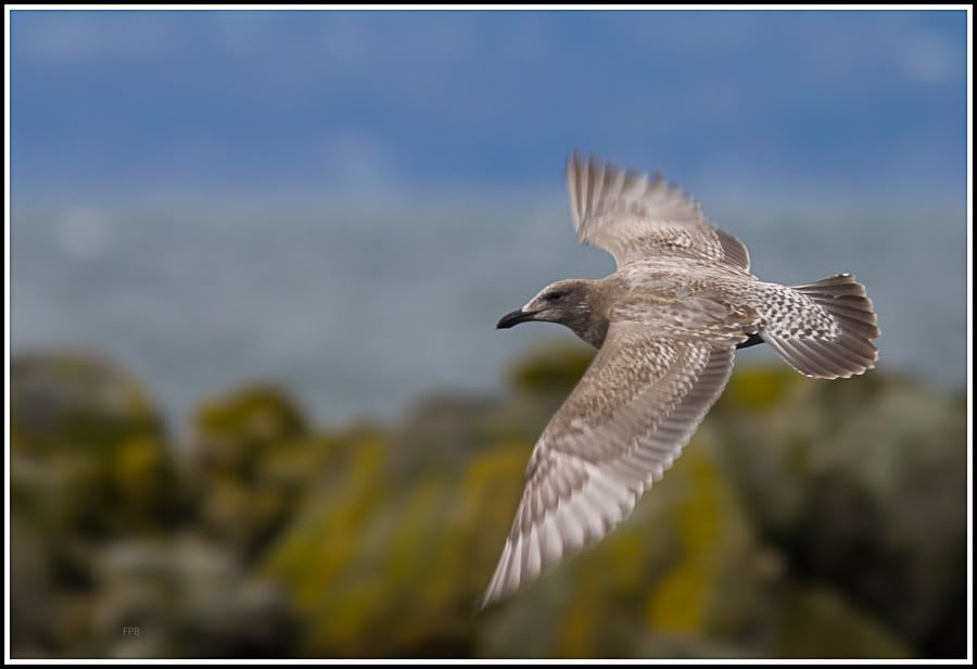 IMAGE: http://i1147.photobucket.com/albums/o556/peterB1123/1203_untitled_009-Edit.jpg