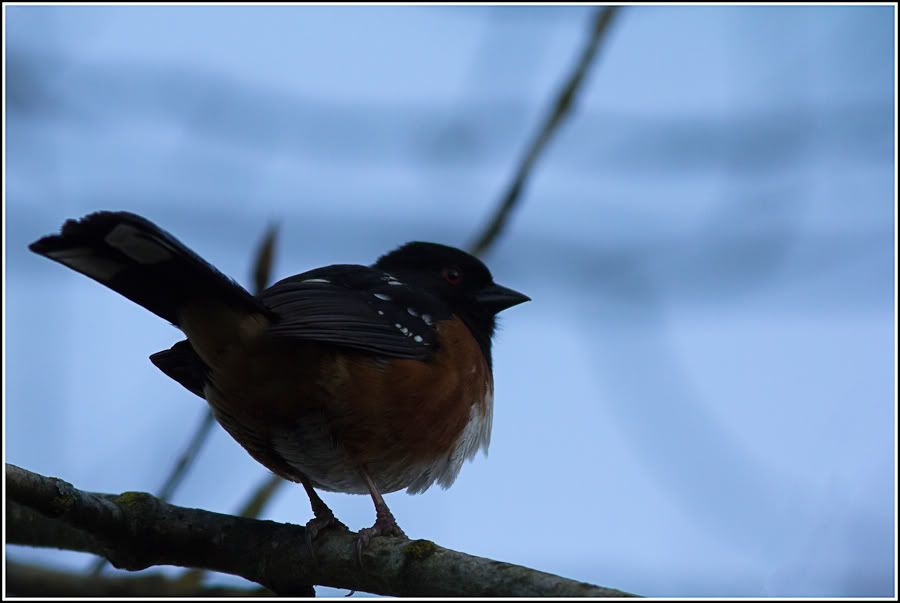 IMAGE: http://i1147.photobucket.com/albums/o556/peterB1123/1203_untitled_013-Edit.jpg