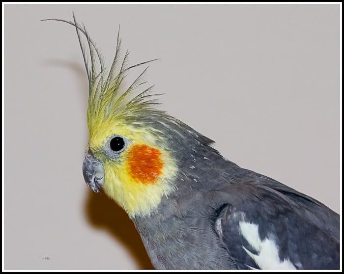 IMAGE: http://i1147.photobucket.com/albums/o556/peterB1123/1203_untitled_020-Edit.jpg