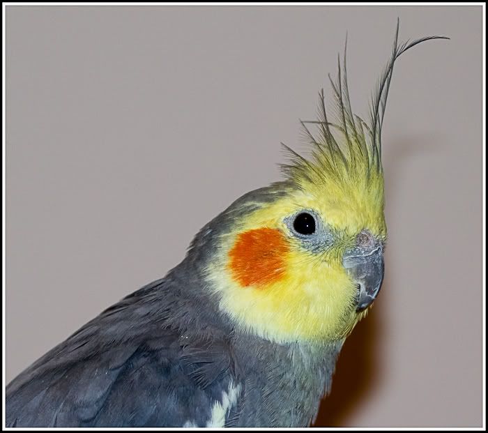 IMAGE: http://i1147.photobucket.com/albums/o556/peterB1123/1203_untitled_024-Edit-2.jpg