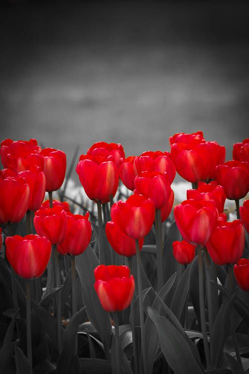 IMAGE: http://i1147.photobucket.com/albums/o556/peterB1123/1204_Tulipsfestival2012_018.jpg