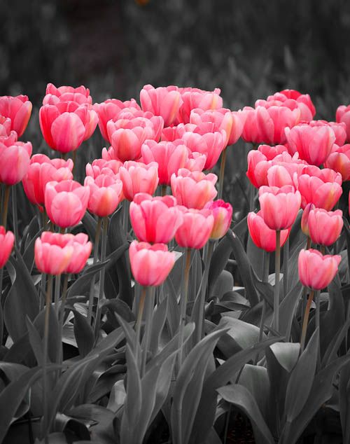 IMAGE: http://i1147.photobucket.com/albums/o556/peterB1123/1204_Tulipsfestival2012_022.jpg