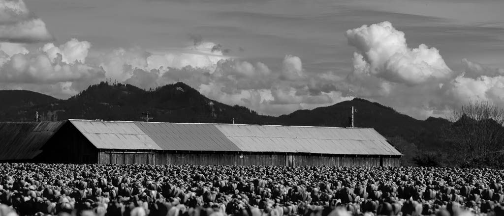 IMAGE: http://i1147.photobucket.com/albums/o556/peterB1123/1204_Tulipsfestival2012_181-Edit.jpg