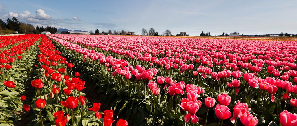 IMAGE: http://i1147.photobucket.com/albums/o556/peterB1123/1204_Tulipsfestival2012_190.jpg
