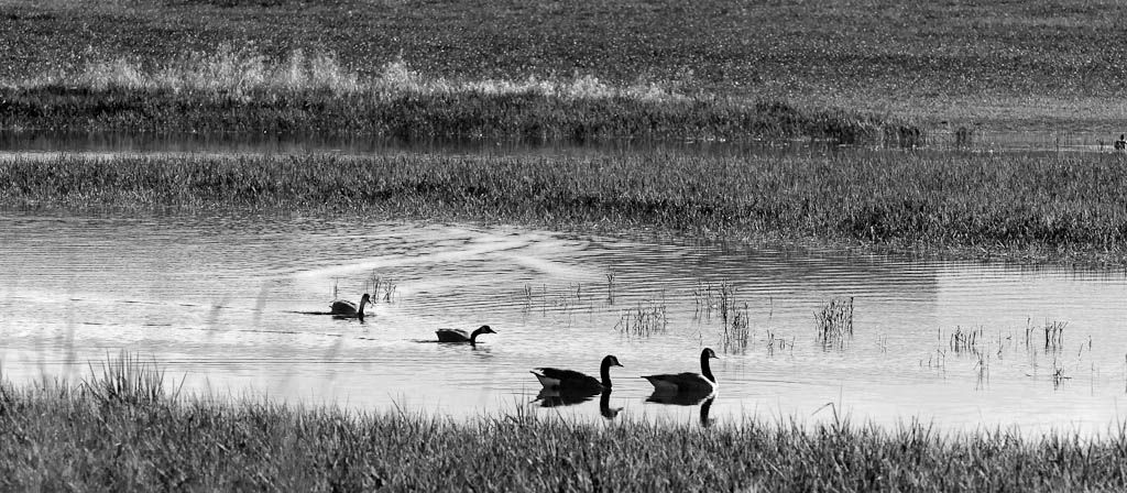 IMAGE: http://i1147.photobucket.com/albums/o556/peterB1123/1204_Tulipsfestival2012_212-Edit.jpg