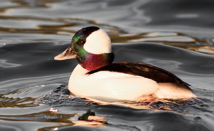 IMAGE: http://i1147.photobucket.com/albums/o556/peterB1123/1204_coulonsunset_026-Edit.jpg