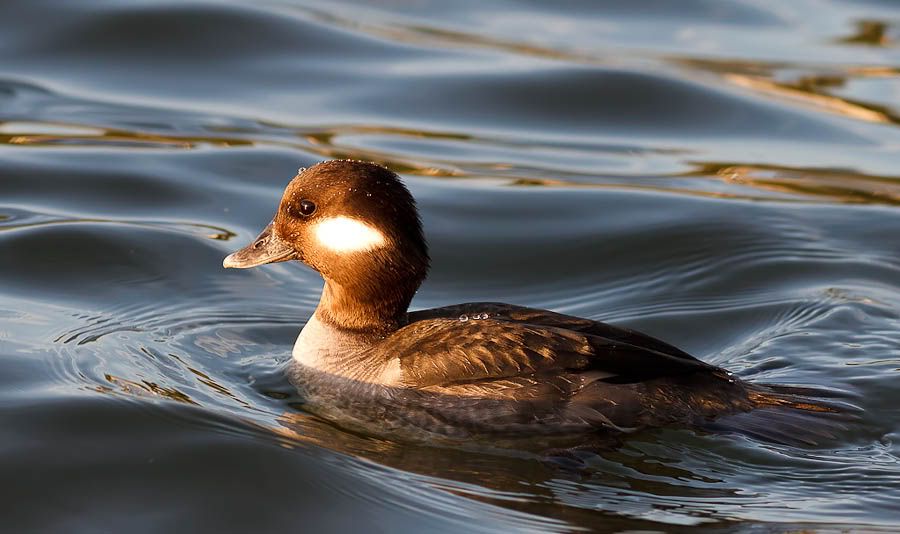 IMAGE: http://i1147.photobucket.com/albums/o556/peterB1123/1204_coulonsunset_027-Edit.jpg