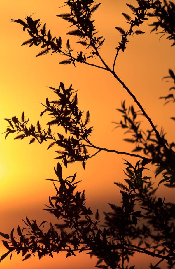 IMAGE: http://i1147.photobucket.com/albums/o556/peterB1123/1204_coulonsunset_042.jpg