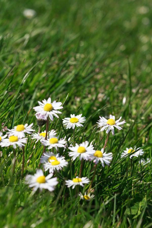 IMAGE: http://i1147.photobucket.com/albums/o556/peterB1123/1204_gasworkpark_135.jpg