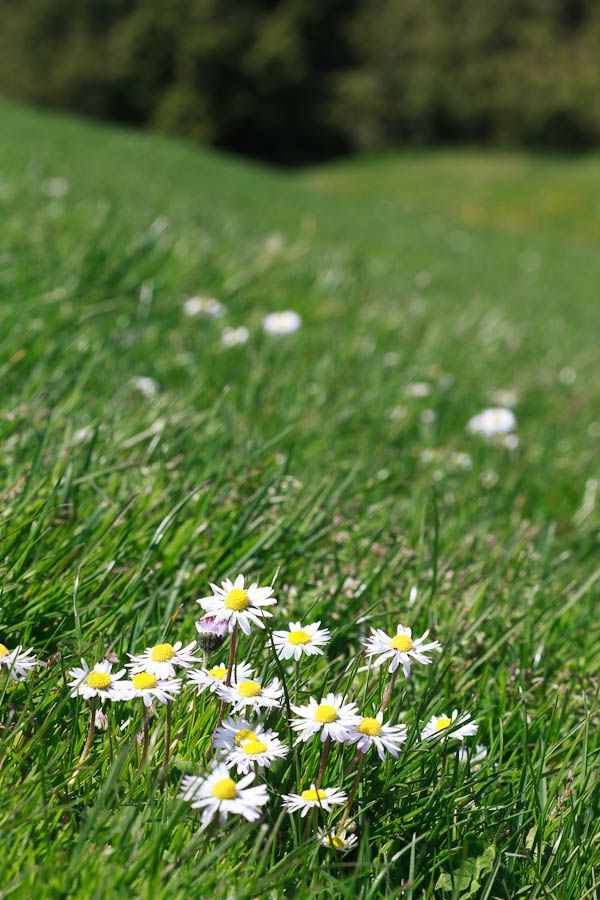 IMAGE: http://i1147.photobucket.com/albums/o556/peterB1123/1204_gasworkpark_137.jpg