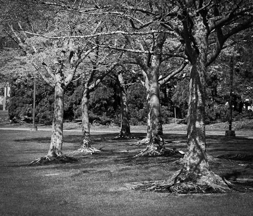 IMAGE: http://i1147.photobucket.com/albums/o556/peterB1123/1204_gasworkpark_141-Edit-2.jpg