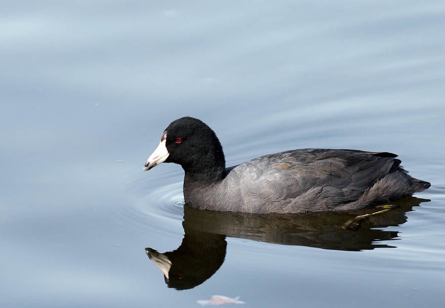 IMAGE: http://i1147.photobucket.com/albums/o556/peterB1123/1204_gasworkpark_159-Edit.jpg