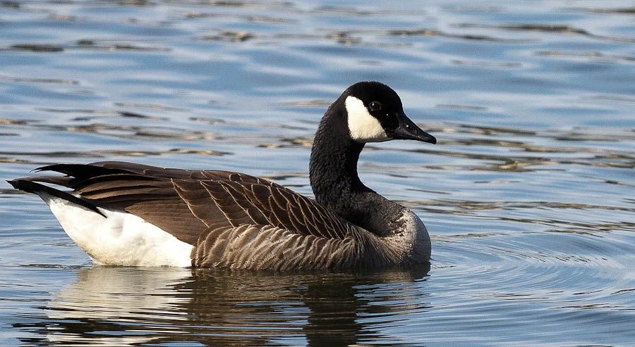 IMAGE: http://i1147.photobucket.com/albums/o556/peterB1123/1204_gasworkpark_196-Edit.jpg