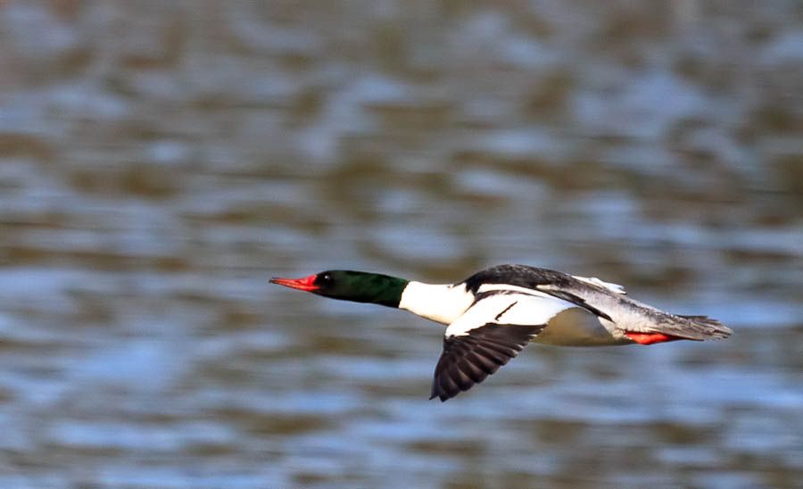 IMAGE: http://i1147.photobucket.com/albums/o556/peterB1123/1204_gasworkpark_198-Edit.jpg