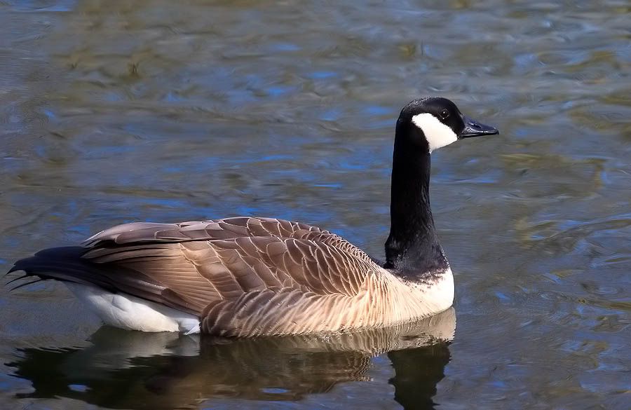 IMAGE: http://i1147.photobucket.com/albums/o556/peterB1123/1204_gasworkpark_201-Edit.jpg