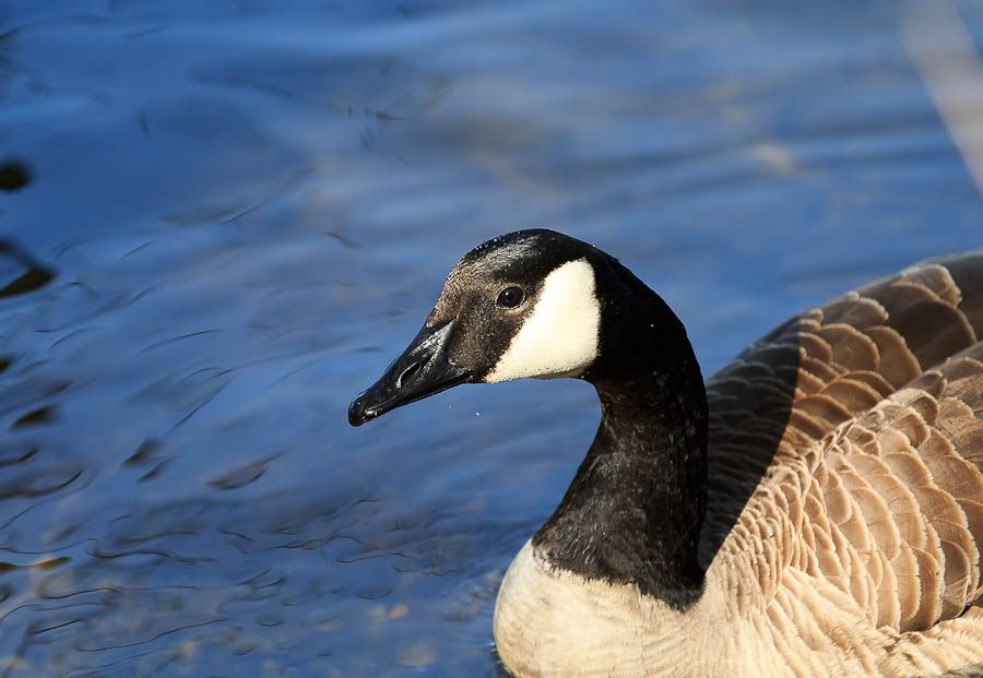 IMAGE: http://i1147.photobucket.com/albums/o556/peterB1123/1204_gasworkpark_203-Edit.jpg